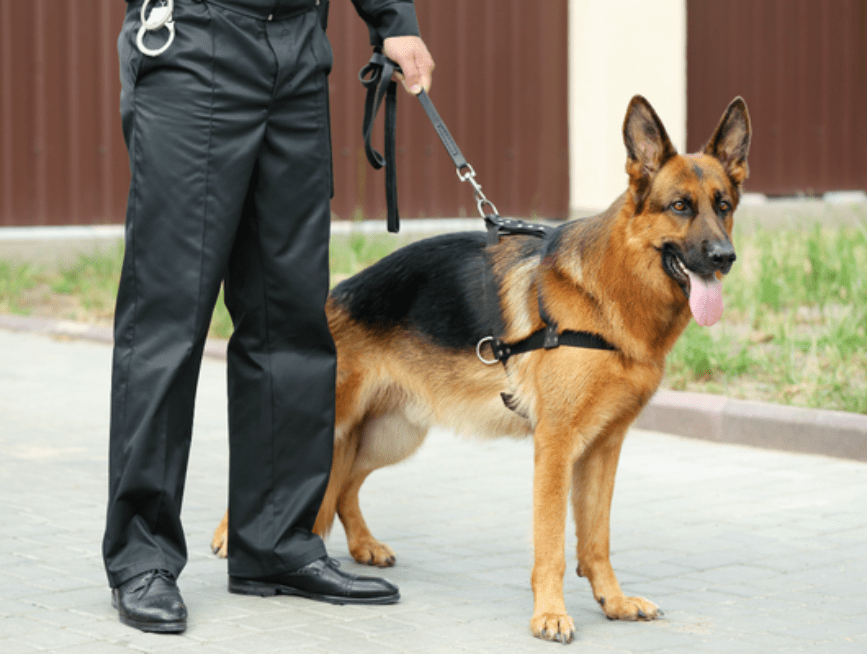 Dog Squad Services in Hyderabad